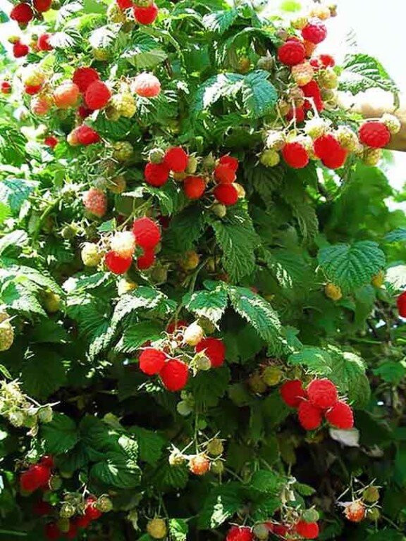 Малиновое дерево сорт Галактика