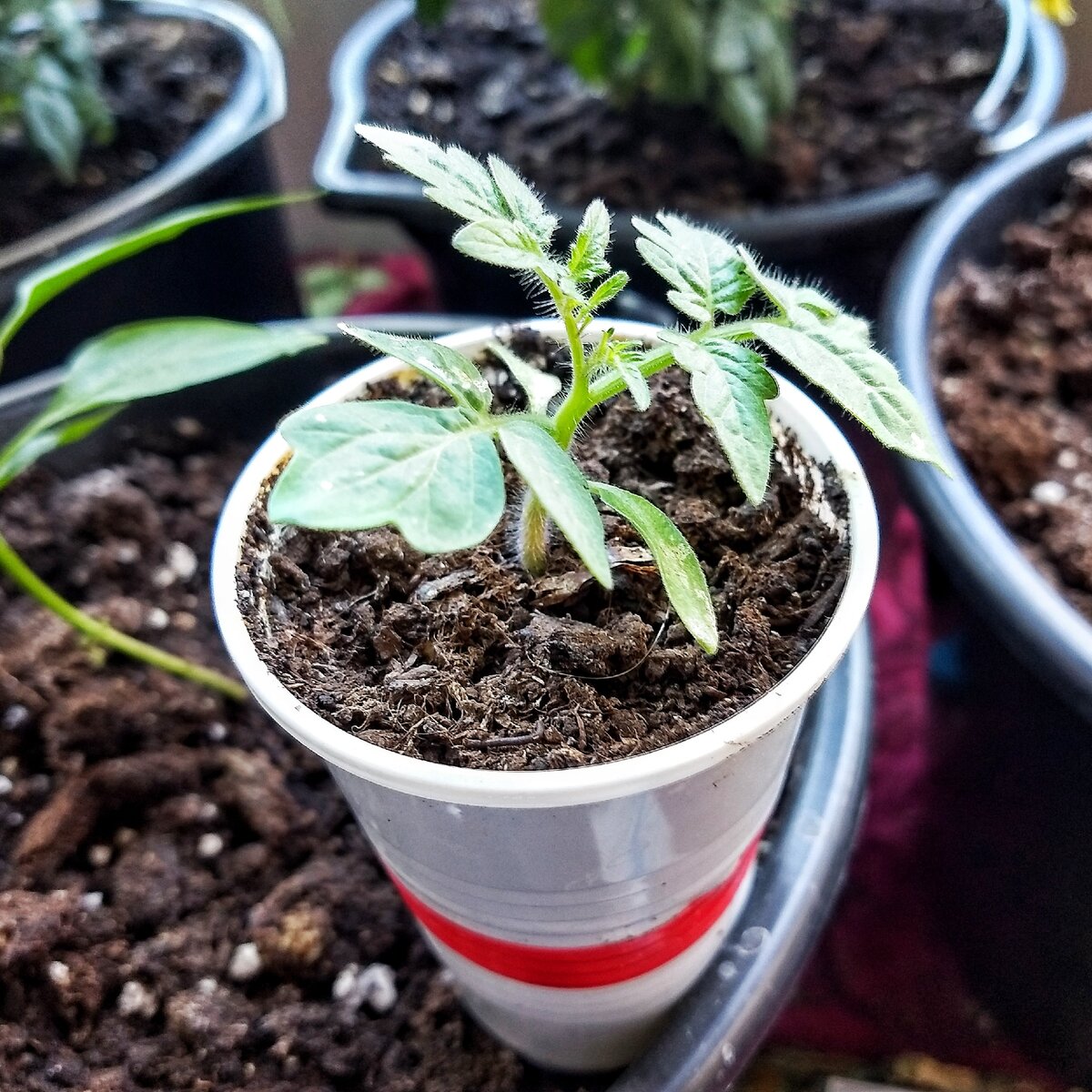 Рассада помидоров. Сорт "Балконное чудо"