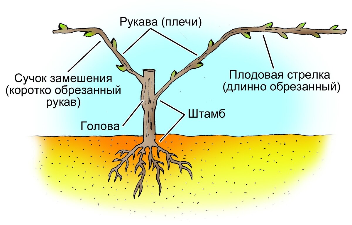 Части виноградной лозы. Рис.: Александр Хорошевский