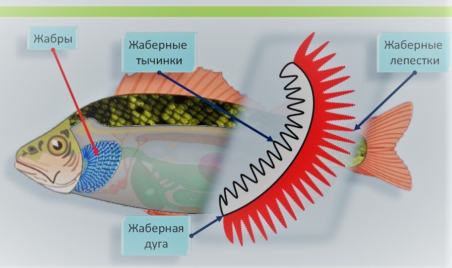 Дыхательная система рыбы рисунок с подписями