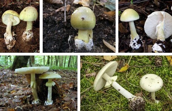 Бледная поганка (Amanita phalloides) фото и описание