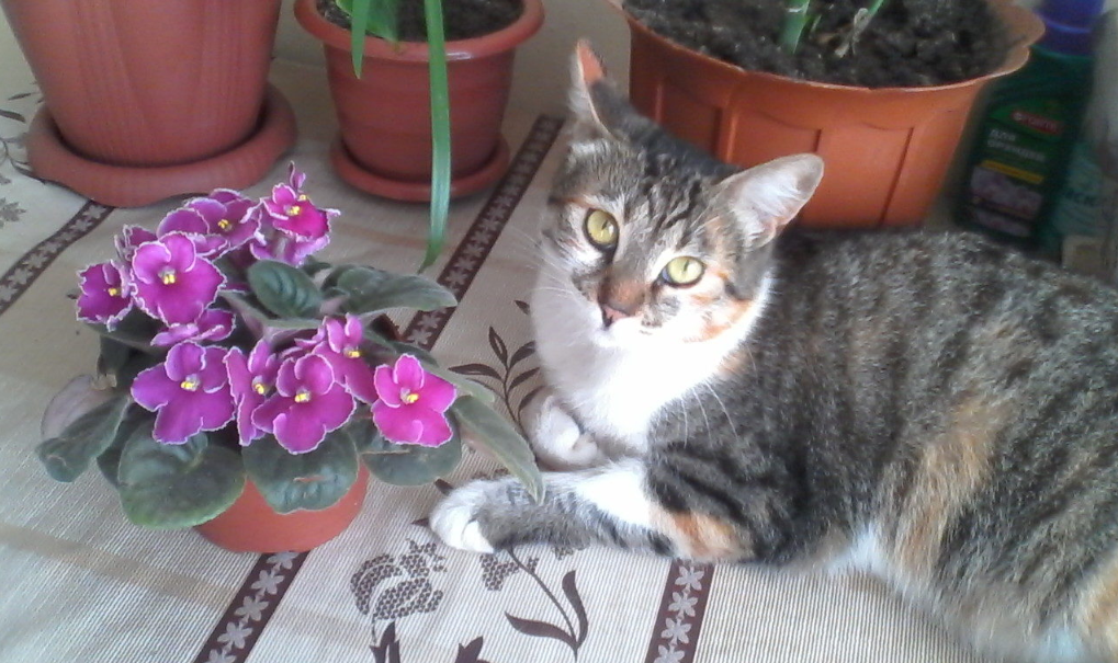 Молоденькая Муська через месяц после стерилизации