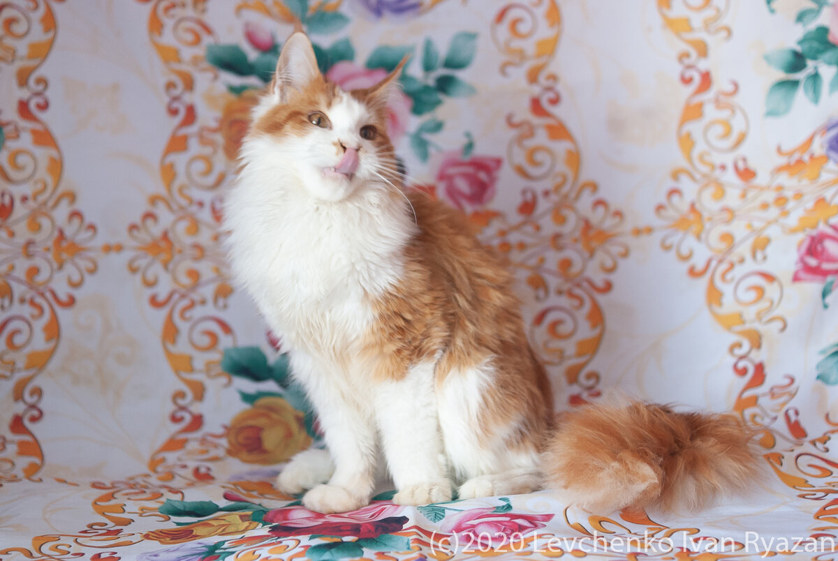 котенок Мейн Кун красный мрамор на серебре, Питомник ERASHCAT Рязань