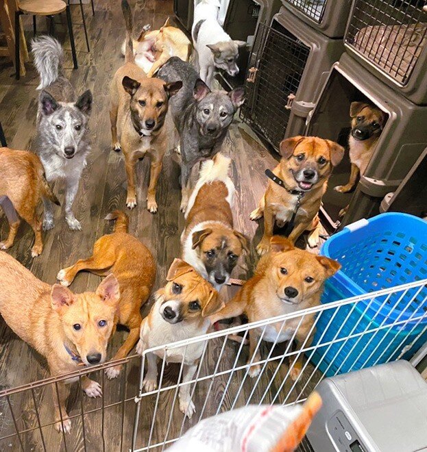 Собаки взяты под охрану в центр защиты животных в префектуре Хёго. (Предоставляется лицом, имеющим ссылки на объект защиты животных)