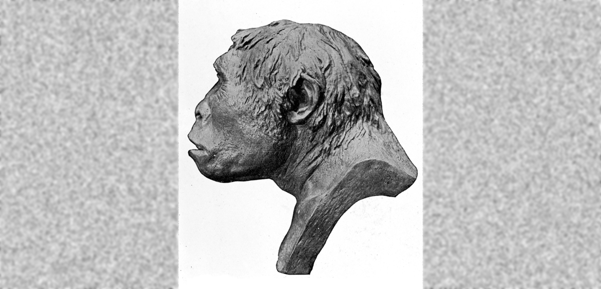 Реконструкция внешнего вида питекантропа.