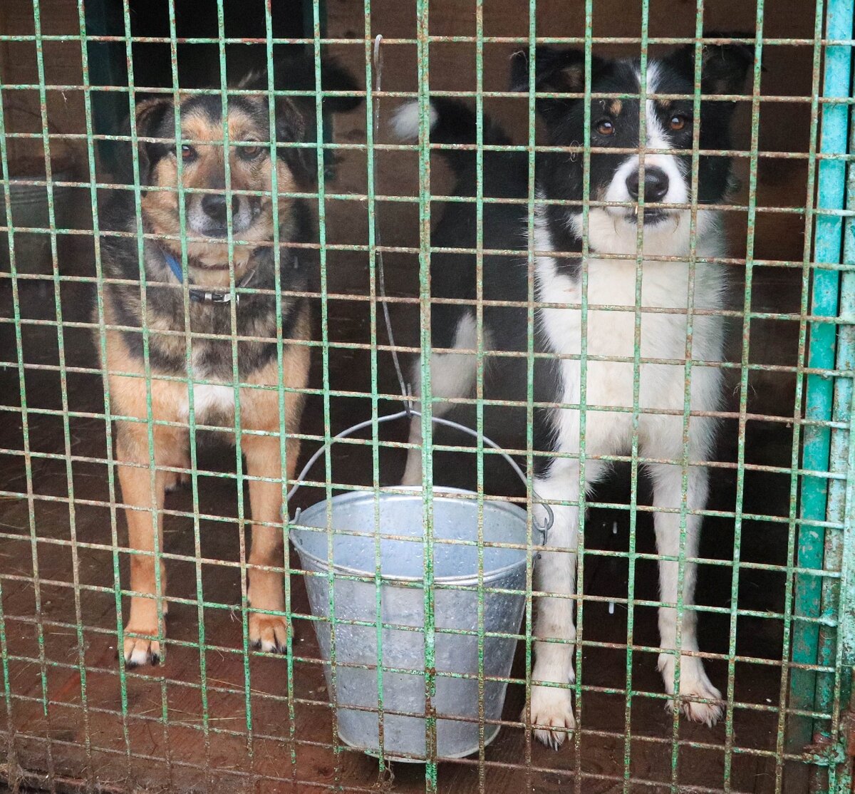 Приют Солнцево. Джонни и Рэд