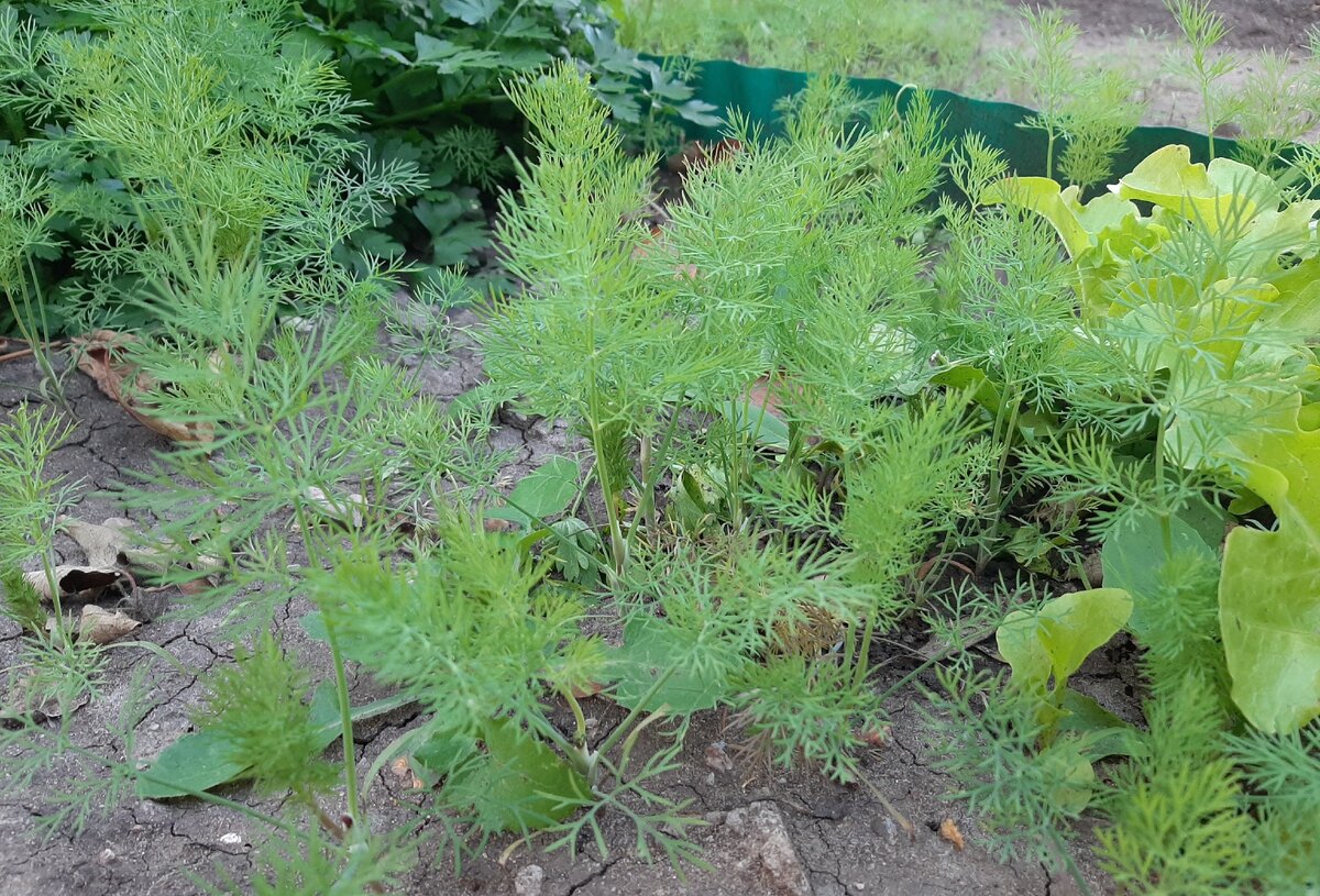 Такой не аппетитный укроп на специальных грядках