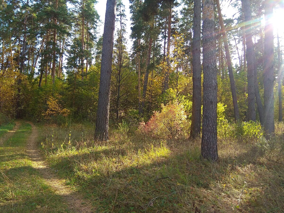 Осенний пейзаж