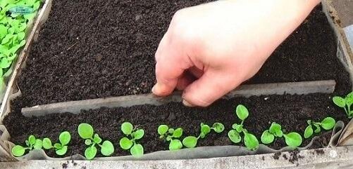 Проведение пикировки петунии с помощью планки.