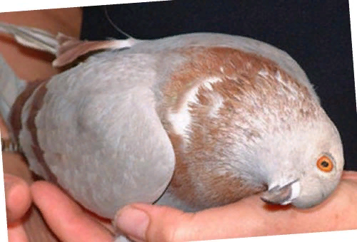 Симптомы и болезни голубей, требующие лечения