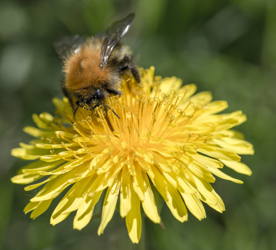Из нектара одуванчиков готовят пчелы одуванчиковый мед золотисто-желтого цвета, густой консистенции, сильным ароматом и резким вкусом.