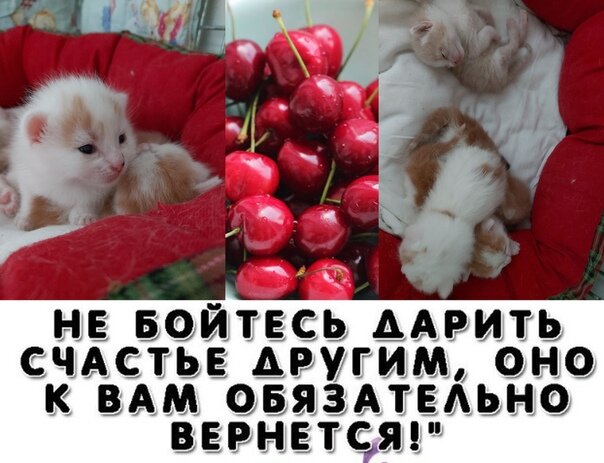 НЕТ!!!НЕТ!! И ЕЩЕ РАЗ НЕТ!!!  Это очень вредный совет конкретно в данной ситуации!!!! Котята - не игрушки!!! 
