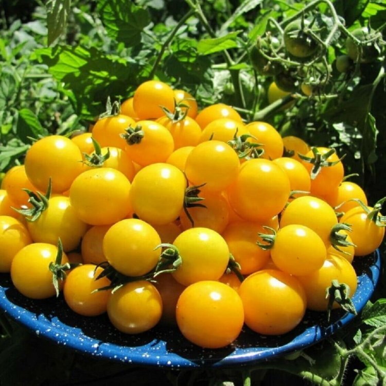 Сорта желтых помидоров: отборные томаты для теплиц и поля