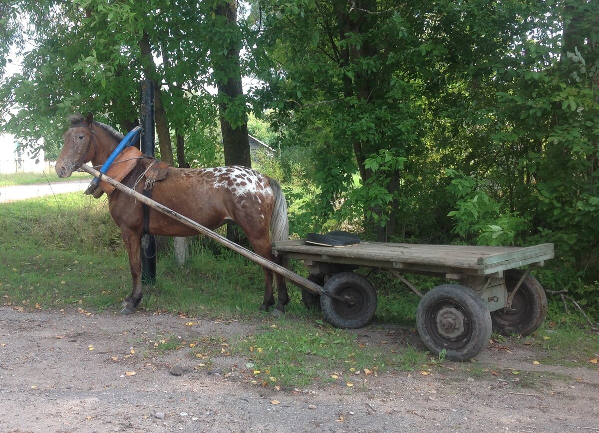 Москва и лошади