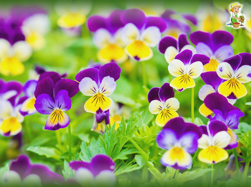 Анютины глазки