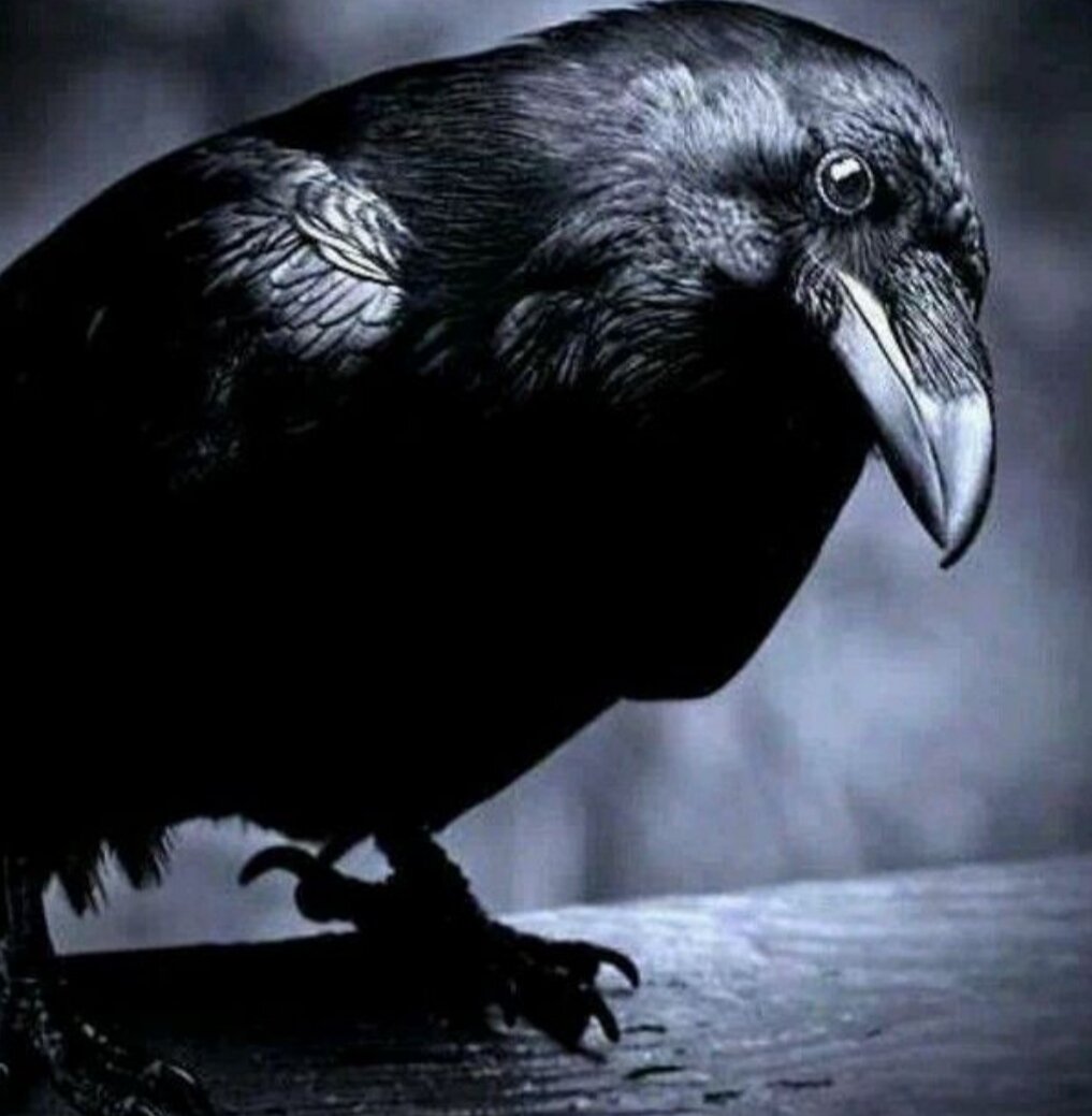 Это реальная история. Дом находился в одно й из деревень в России. В этом доме жила одинокая бабушка. Как я помню, к ней никто не приезжал. Её звали баба Аня и глаза у нее были черные,как ночь. Да и в гости к ней никто не ходил. У нее во дворе было несколько деревьев и в этих деревьях жили вороны. Их было очень много. Когда баба Аня выходила со двора, вороны кричали минут 3-4. Так же они кричали, когда к ней заходили во двор мальчишки за ягодами или вообще, когда приближались к её воротам. Я не могу сказать, что она ведьма и т.д. Но в этом я всегда видела, что то нереальное. Как то я сама подошла к её воротам и эти вороны так начали кричать, что я чуть не оглохла.В ушах звенело дней 5 точно. Один раз вороны кричали целый день и летали как сумасшедшие над её домом. Деревенские сразу сказали "надо зайти в дом, мало ли... " И да, баба Аня покинула этот мир. Вороны как то смогли сказать об этом. После её похорон, вороны не переставали кричать. Что только не делали деревенские. От безвыходности решили срубить деревья. Не смогли, так как вся техника ломалась или мужики уходили оттуда с травмами. Вороны улетели только тогда, когда ураган вырвал деревья с корнями. Только в этом доме больше никто не жил и так же туда никто не приезжал. На данный момент, там нет ни дома, ни деревьев, даже заборов. Одни заросли... 