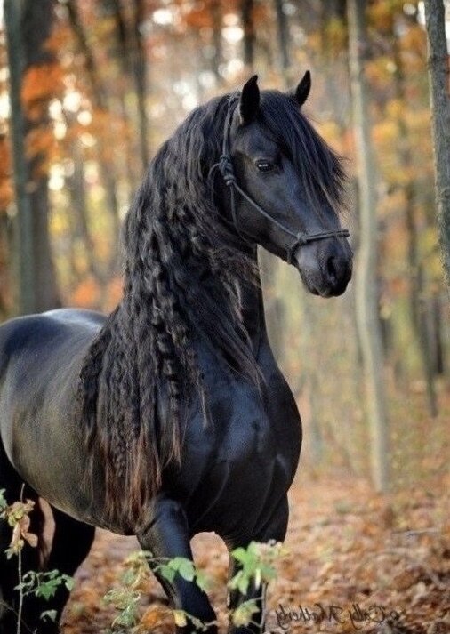 Фризская порода