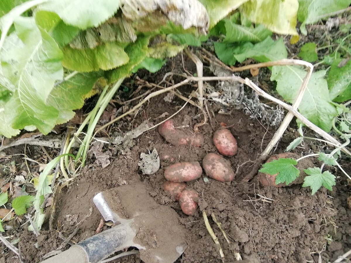 Приятно копать такую картошечку. 