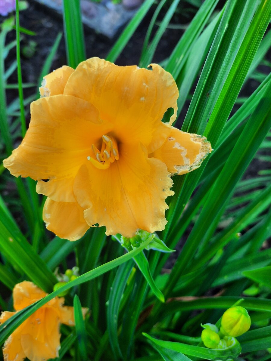 Лилейник Мини Стелла