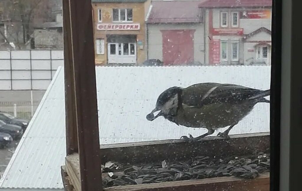 Большая синица лакомится семечками