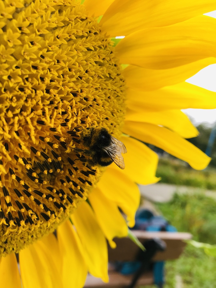 Насекомым вон вообще никакой разницы, ковид-не ковид. Работать всегда надо.