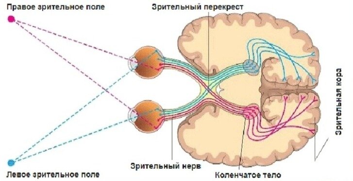 Зрительная кора головного мозга