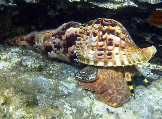 Charonia tritonis