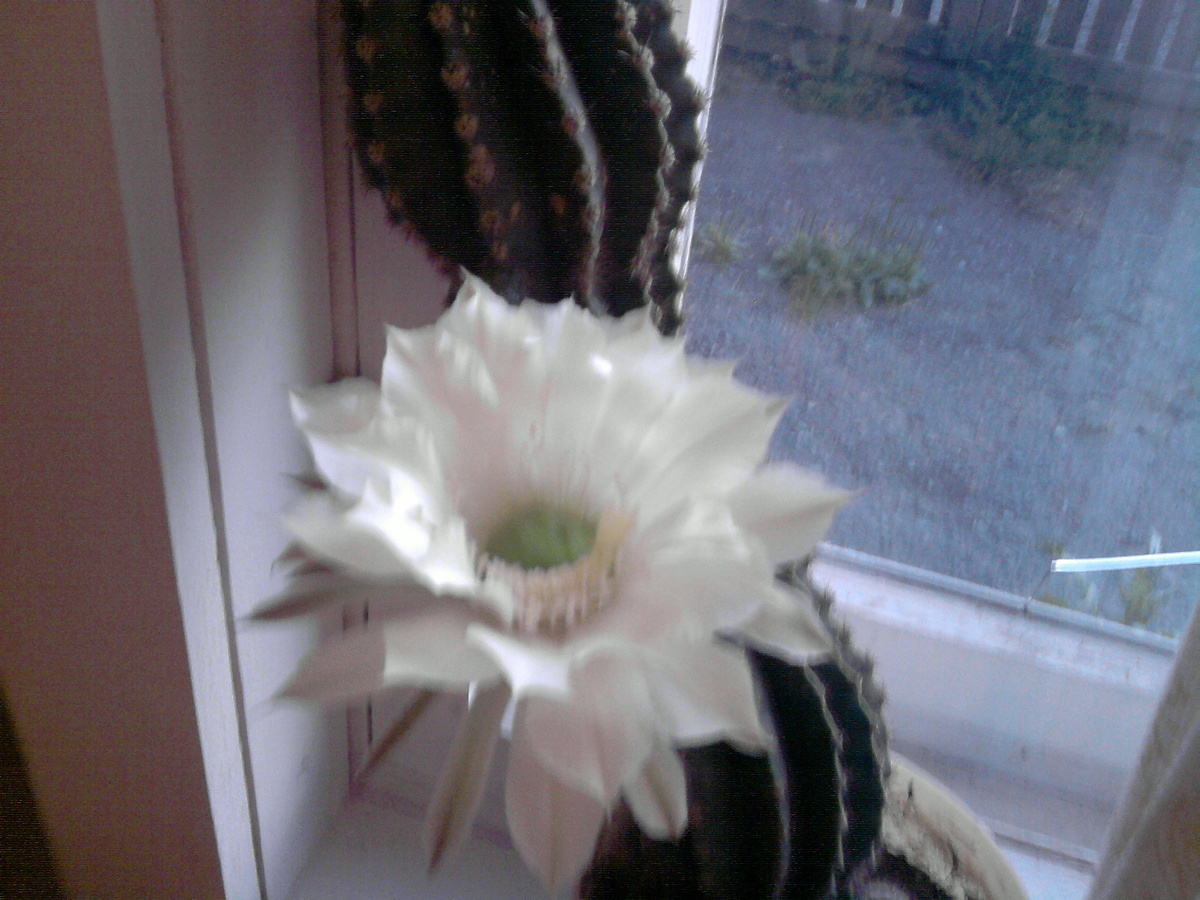 Мой красавчик на окне