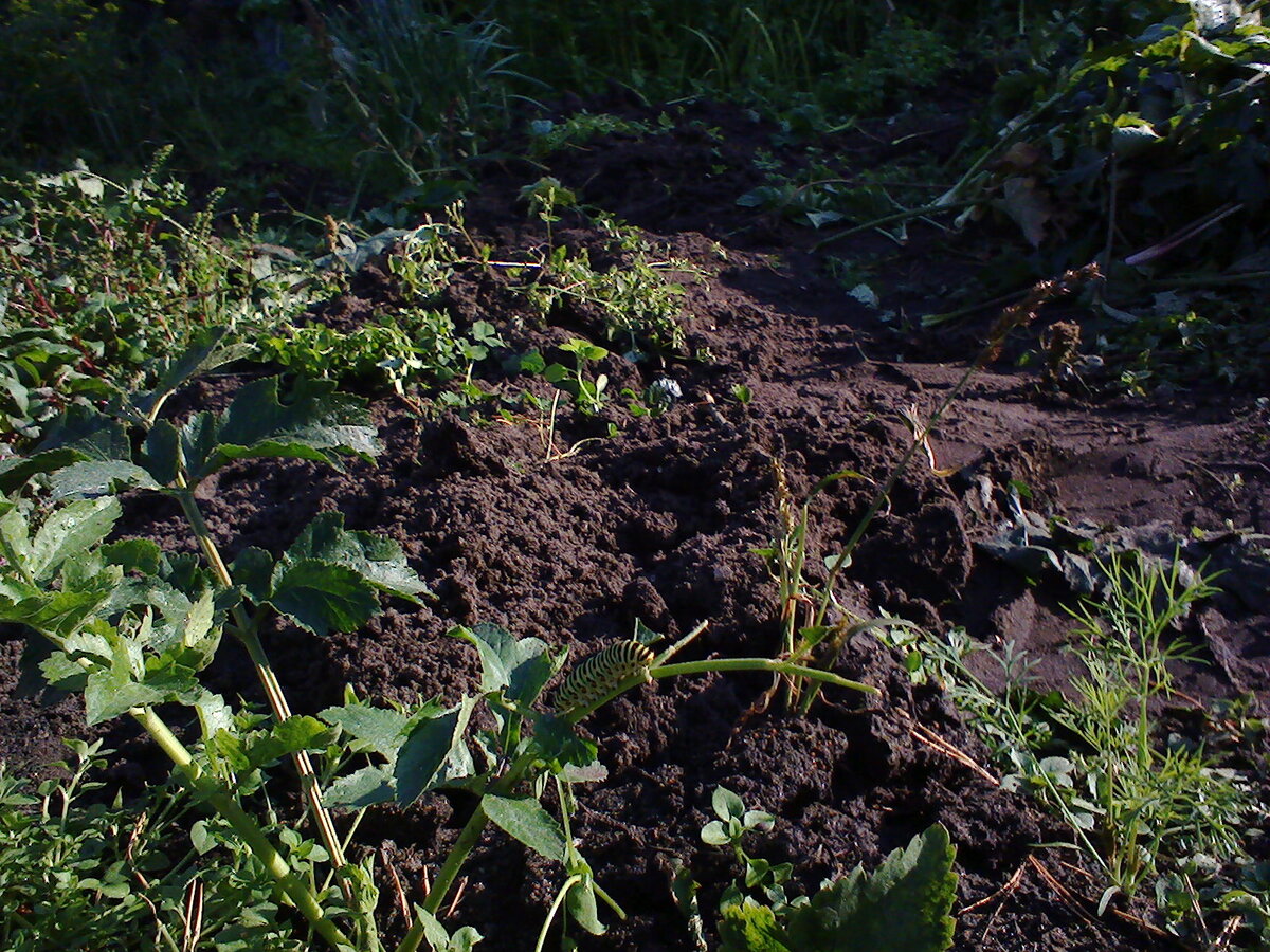Какая удача! Объект наблюдения найден. Сколько лет , сколько зим. 