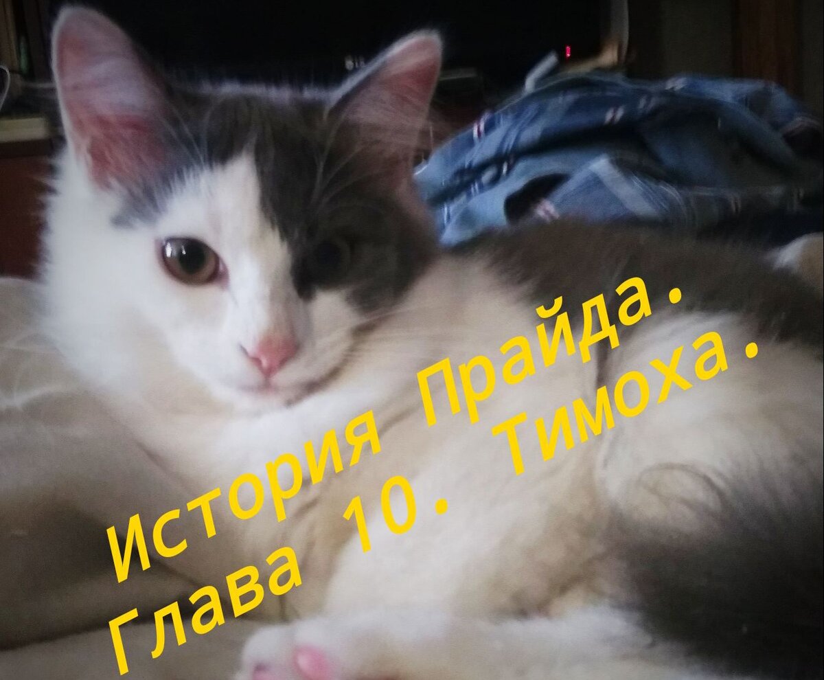 1. Кот Тимофей. 