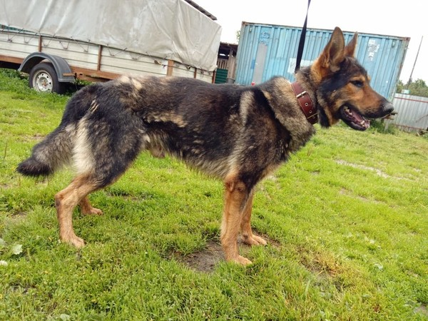 не надо писать - вычешите собачку. Фото сделано в момент находки.