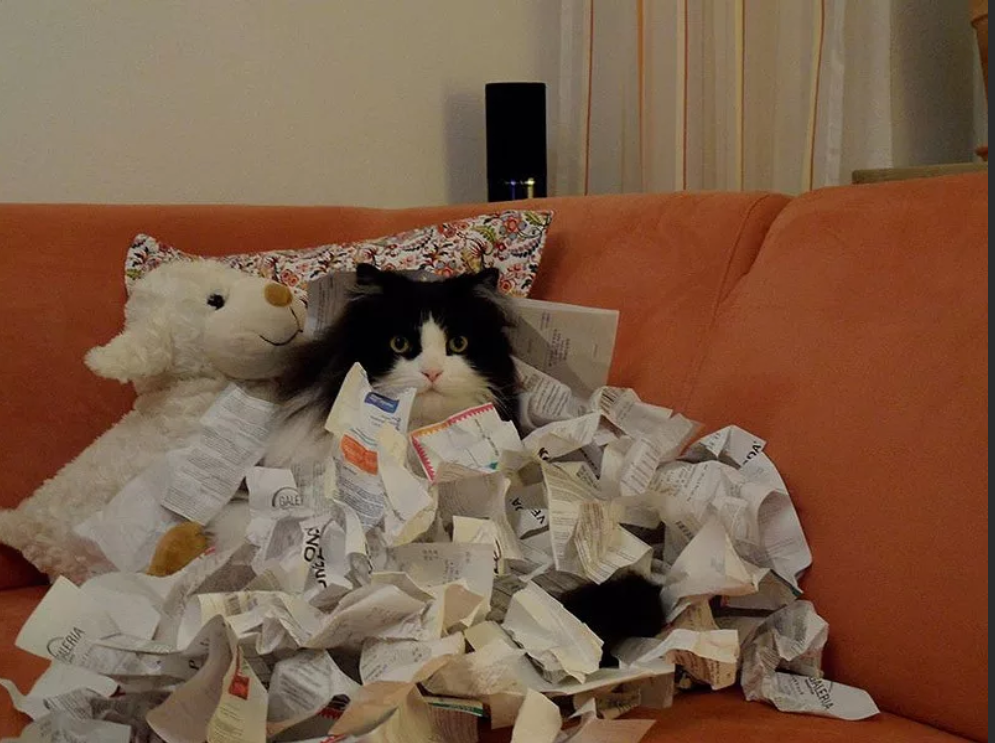 Коты играют в прятки. Кот заваленный бумагами. Кот с кучей бумаг. Кот с бумажками. Котик в куче бумаг.