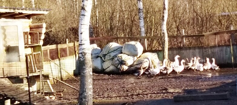 Соседские гуси