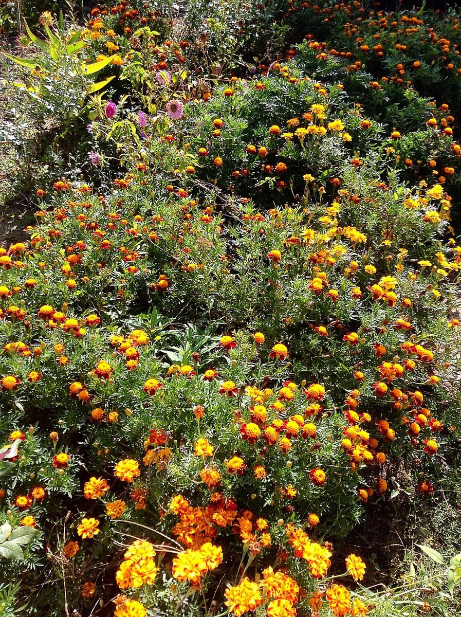 Фото автора. Летняя клумба в осенних красках