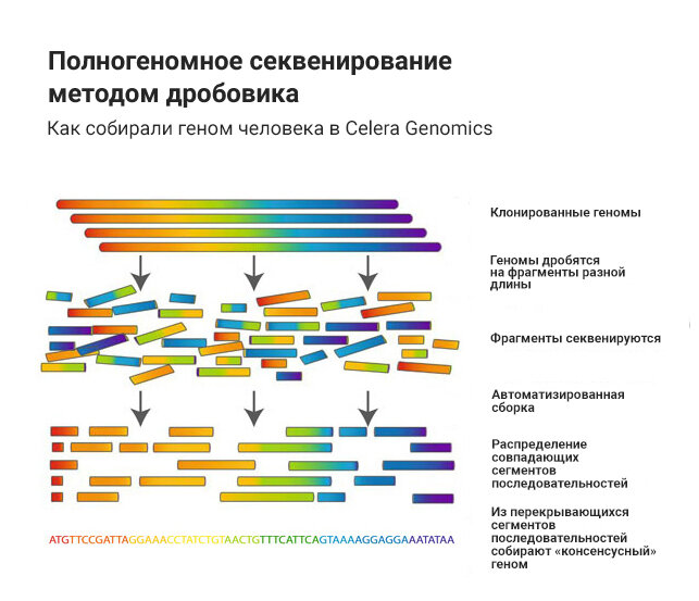 Полноэкзомного секвенирования. Метод дробовика секвенирование. Секвенирование геномной ДНК. Секвенирование генома методы. Секвенирование ДНК этапы.