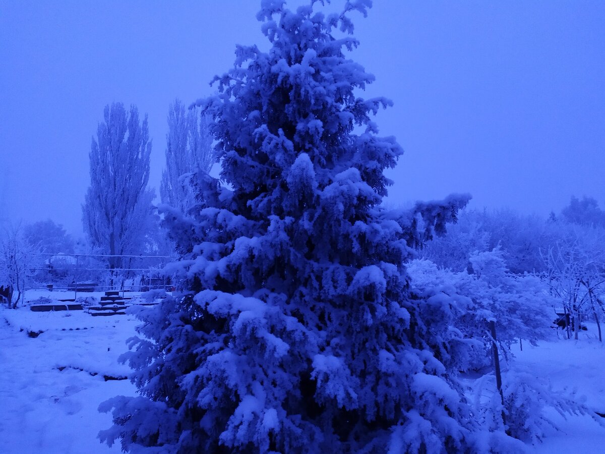 Красавицу-тую на улице тоже, пожалуй, нарядим. Фото автора.