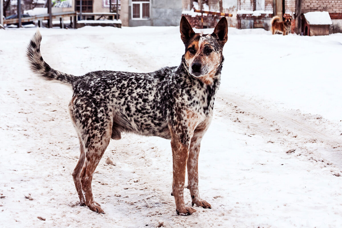 удивительный окрас