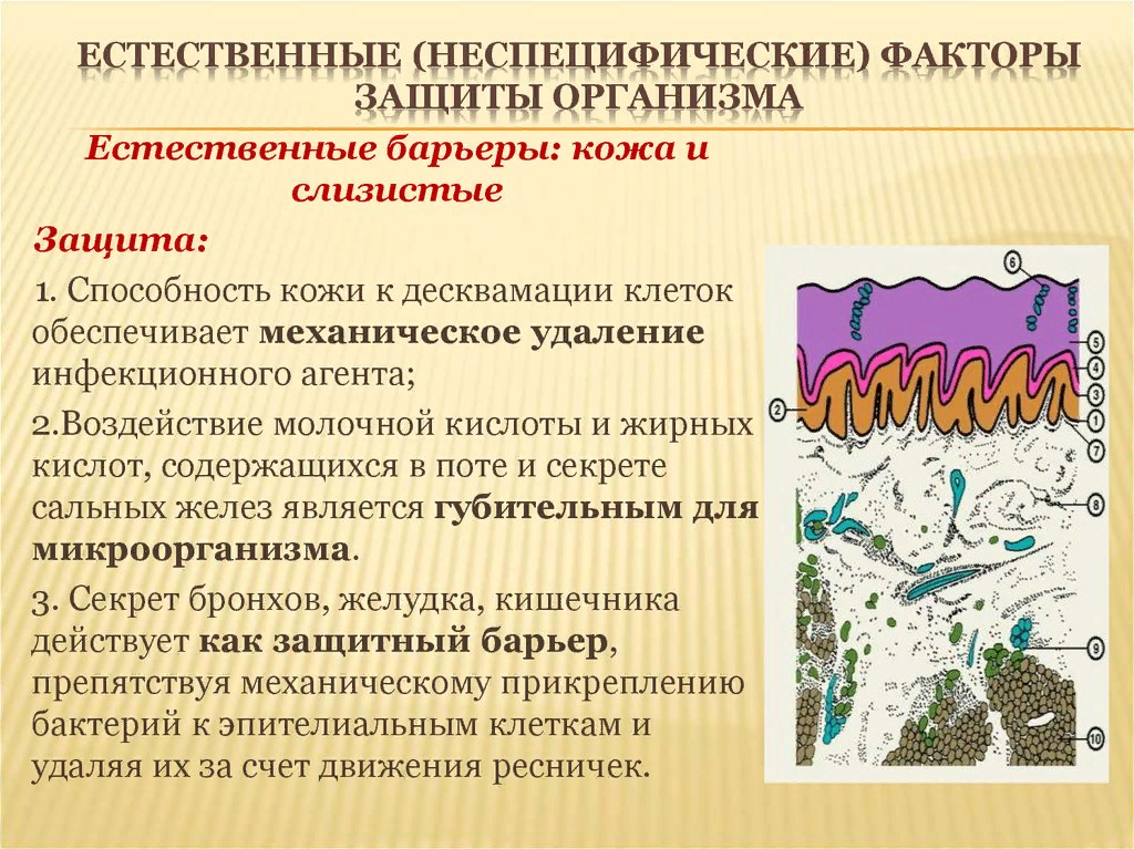 Естественные антигены. Факторы естественной защиты организма. Неспецифические факторы защиты кожа. Защитные механизмы иммунитета. Защитный механизм организма. Иммунитет.