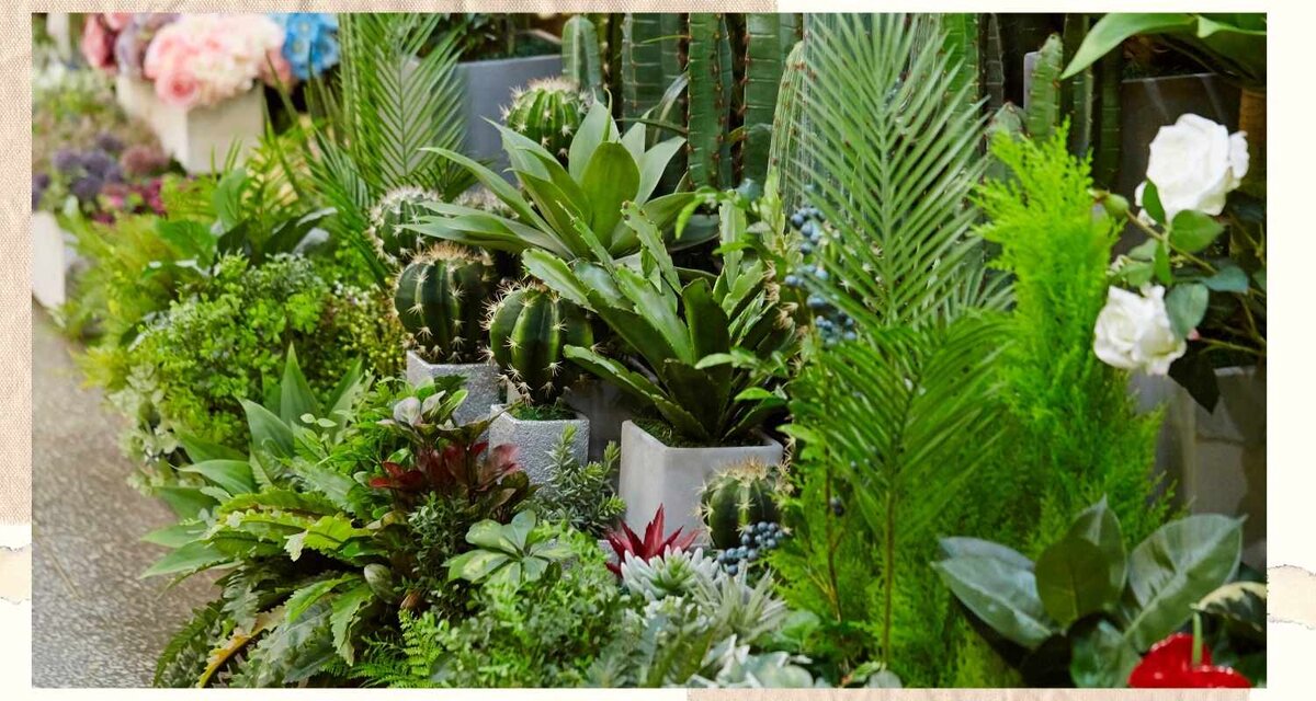 Почти все комнатные растения привезли из жарких стран путешественники 