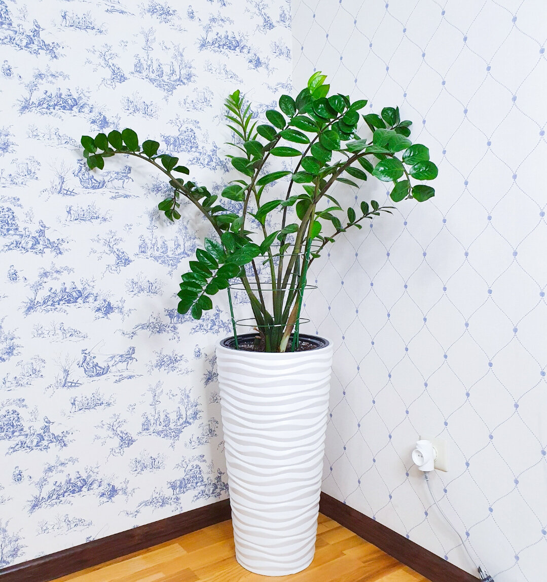 Теперь замиокулькас растет так