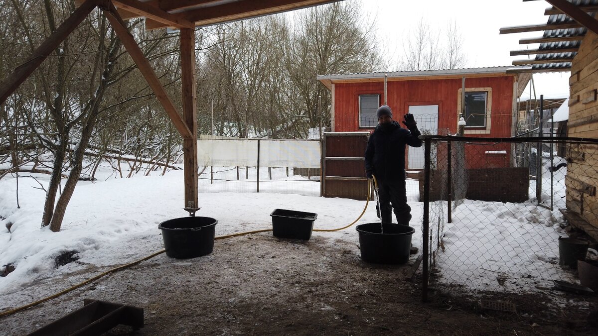 ежедневный дзен - наполнение водой кадки для гусей