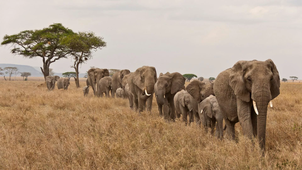 Слоновье стадо. Африканский саванный слон. Стадо слонов. Стая слонов. Популяция слонов.