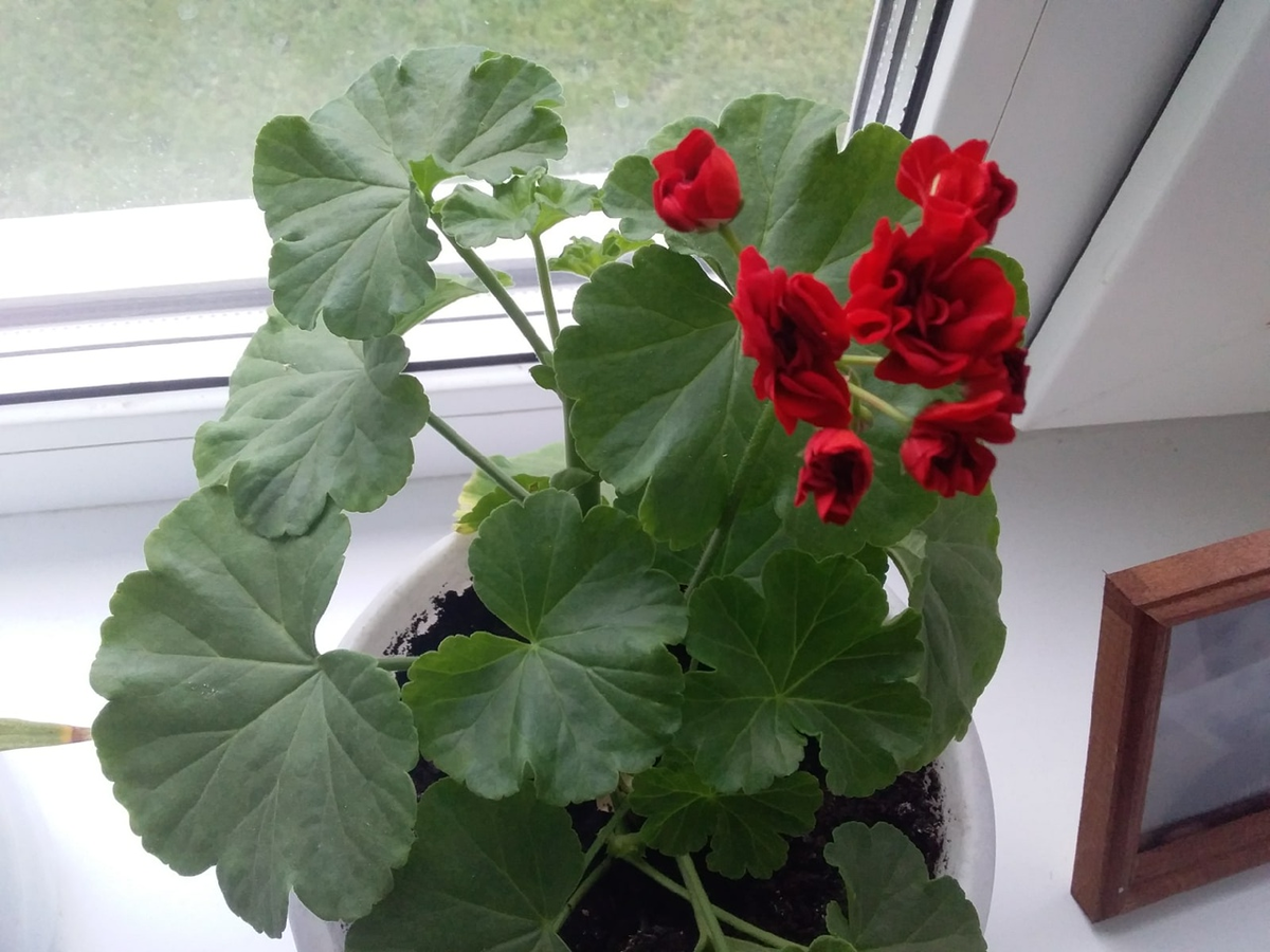 Мамина герань на подоконнике 