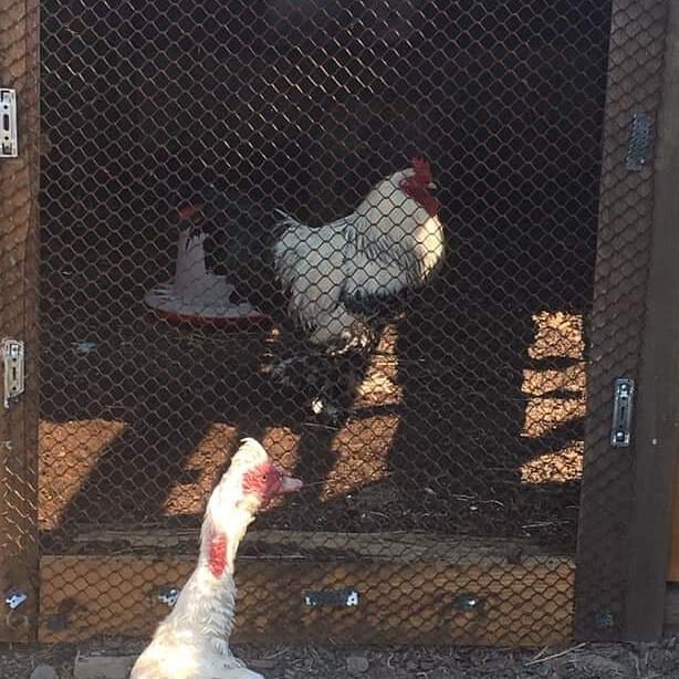 Эх, Гоша, Гоша...