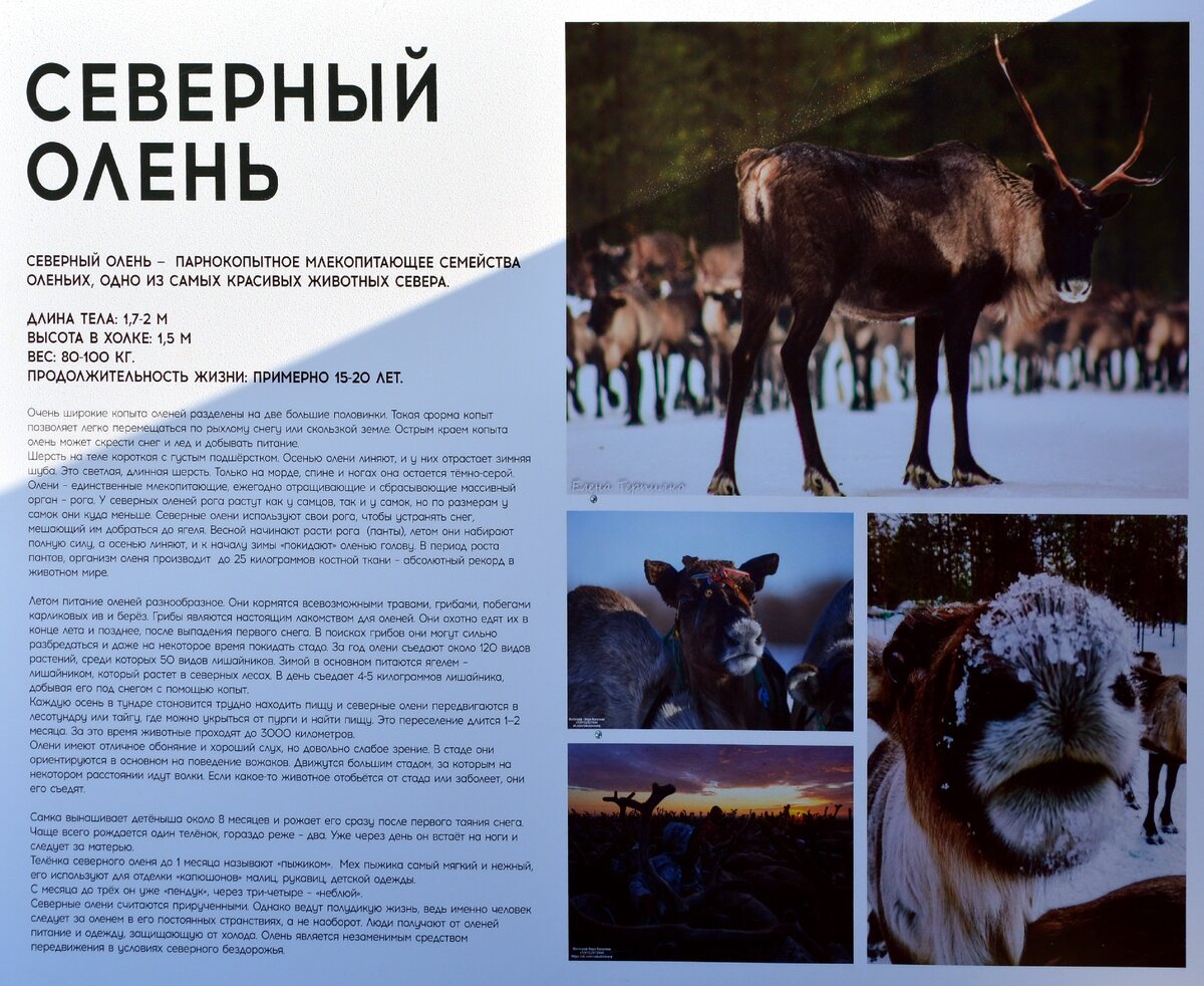 Ну и собственно описание жизни оленей и оленеводов.