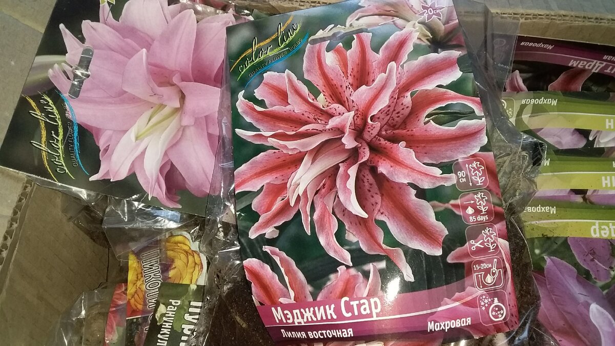 лилия Мэджик Стар