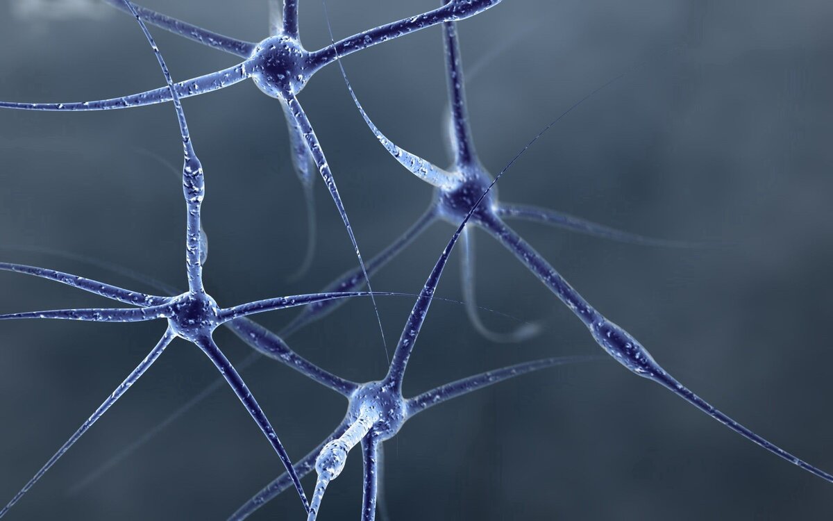 Нервные клетки все-таки восстанавливаются?