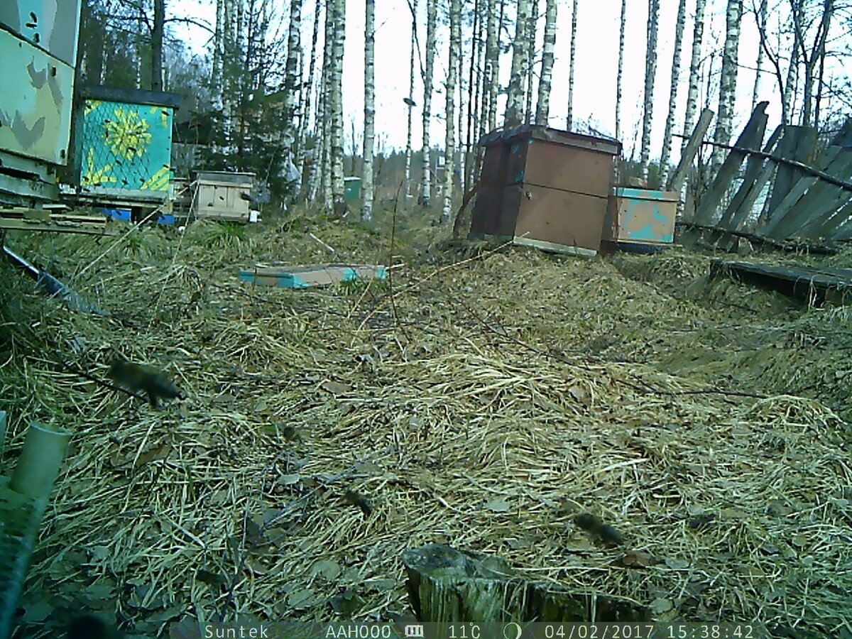 Облет снятый на камеру. В центре крышка улья снесенная ветром задолго до.