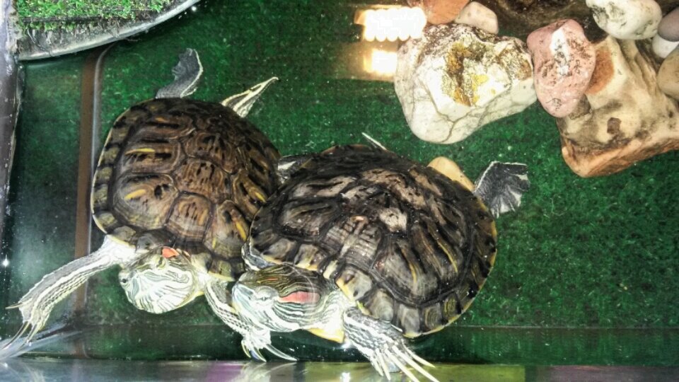 Слева - Чуча, справа - Черчиль. Черчиль активнее и агрессивнее