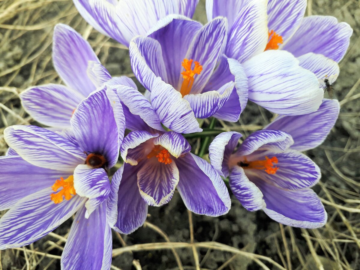 Крокус Пиквик